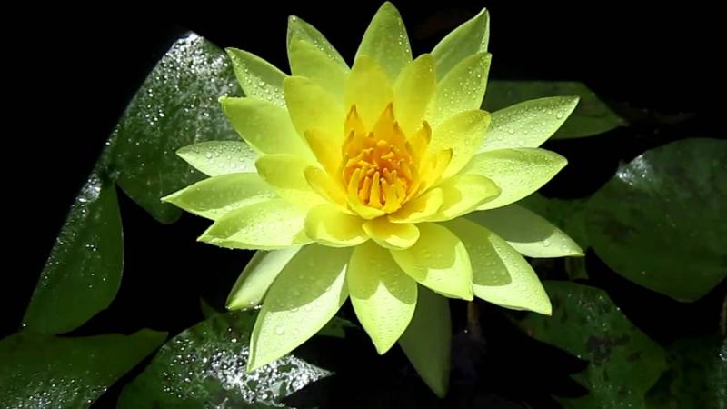 beautiful yellow flowers in the world 